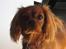 Cavalier king charles spaniel Donna