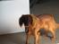 Cavalier king charles spaniel Donna