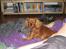 Cavalier king charles spaniel Donna