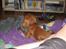 Cavalier king charles spaniel Donna