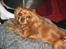 Cavalier king charles spaniel Donna