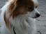 Papillon Jojo - Sommerfuglen *G*