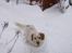 Blanding af racer Lucy - det er fedt at være en lille hund i dk når man er glad for meget sne...