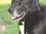 Blanding af racer Nala  R.I.P - ingen udf.
