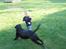 Blanding af racer Nala  R.I.P - ingen udf. - Det bedste er bare at lege...