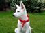 Hvid Schweizisk Hyrdehund Nanoq R.I.P. - min første dag hos mor og far 2,5 mdr gammel