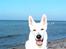 Hvid Schweizisk Hyrdehund Nanoq R.I.P. - Strandtur i frostvejr