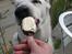Hvid Schweizisk Hyrdehund Nanoq R.I.P. - På ferie i Tyskland