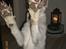Hvid Schweizisk Hyrdehund Nanoq R.I.P. - high-five