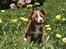 Blanding af racer Cody - mit fave billed af hende