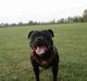 Staffordshire bull terrier nala   