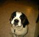 Sankt bernhardshund R.I.P Buller<3 