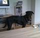Rottweiler Bailey * R.I.P *