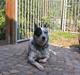 Australsk cattledog Pargus