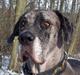 Grand danois Ozzy R.I.P 14.09.2009
