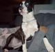 Amerikansk staffordshire terrier freja a