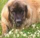 Leonberger Weika`s Hess