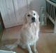 Golden retriever Esbjørn