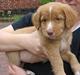 Nova scotia duck tolling retriever Citta