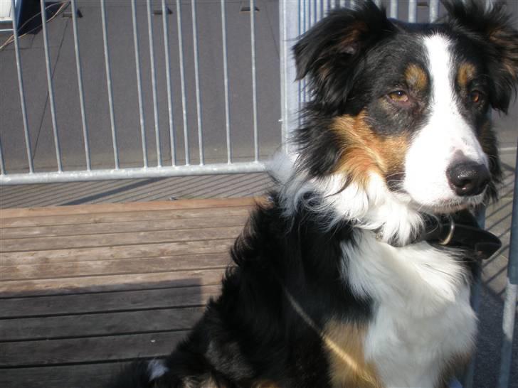 Border collie Jock (Targie) - Nyt billede. billede 12
