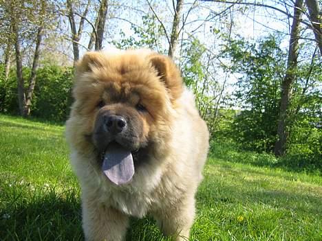 Chow chow watong * NYE BILLEDER* billede 6