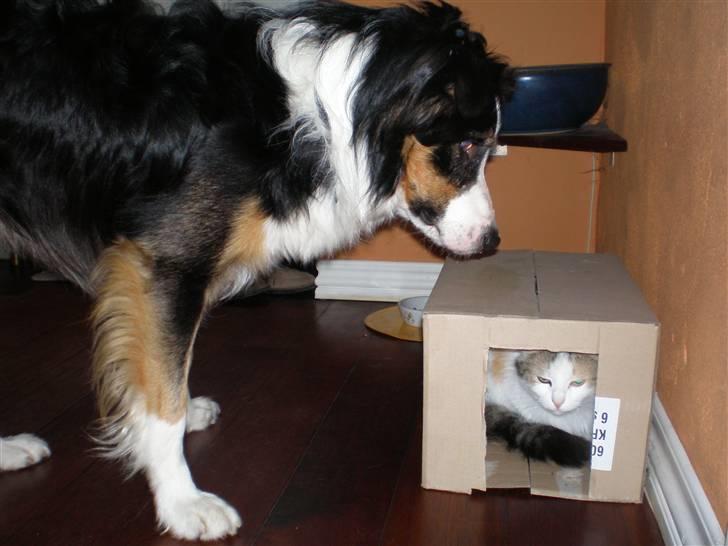 Border collie Jock (Targie) - Targie og vores kat Nala - de er så gode venner :´) billede 13