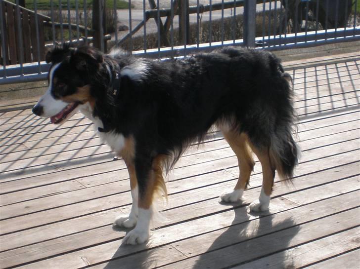 Border collie Jock (Targie) - Rigtig godt ´modelbillede´ af den smukke hund :) billede 14