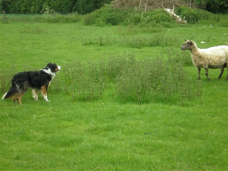 Border collie Jock (Targie) - Hyrdehunden. billede 15