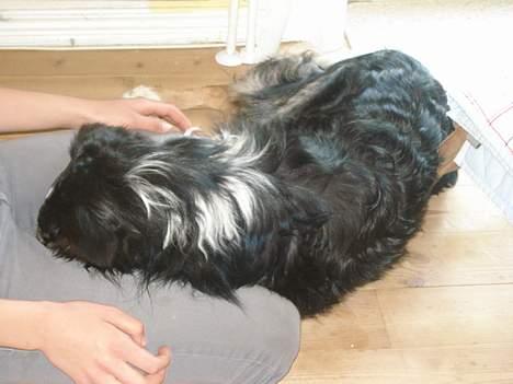 Border collie Jock (Targie) - Det gør han bare så tit, fjolle ;) billede 18