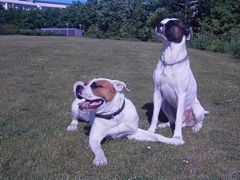 Blanding af racer Bonzai billede 8