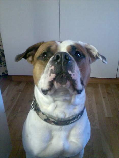 Blanding af racer Bonzai billede 9