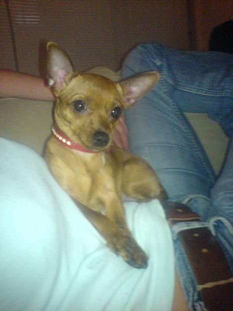 Chihuahua Carla billede 6