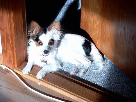 Blanding af racer Futte billede 2