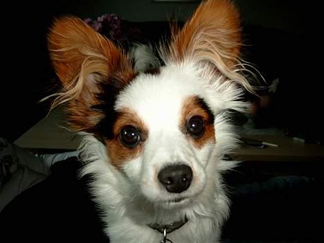 Blanding af racer Futte billede 3