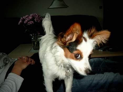 Blanding af racer Futte billede 4