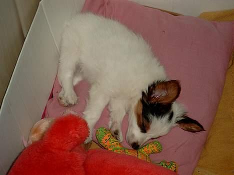 Blanding af racer Futte billede 5