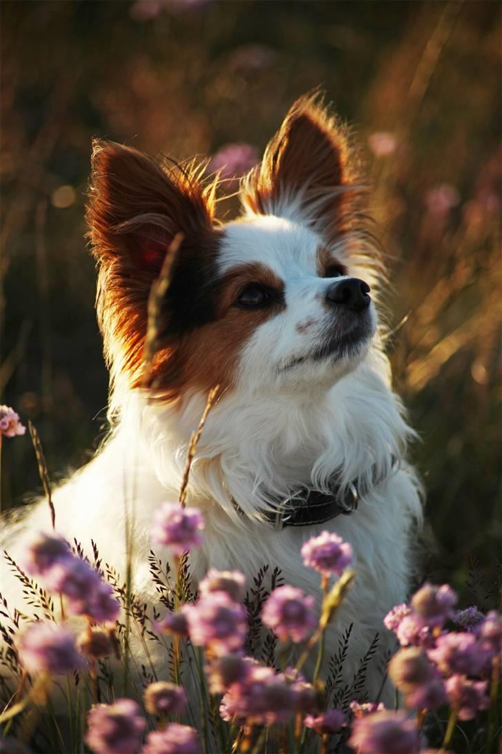 Blanding af racer Futte billede 6