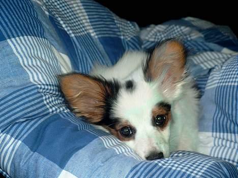 Blanding af racer Futte billede 7