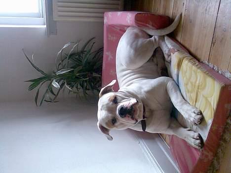 Amerikansk bulldog junior - Jeg har lige taget den lilles sofa billede 2