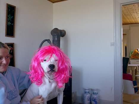 Amerikansk bulldog junior - min veninde*S* billede 3