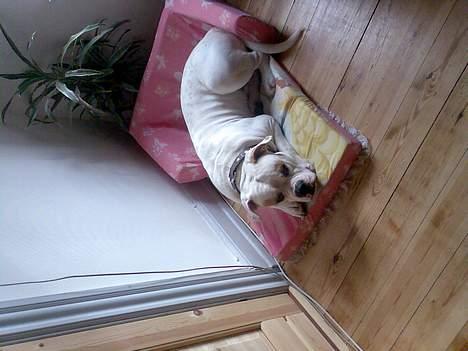 Amerikansk bulldog junior billede 4