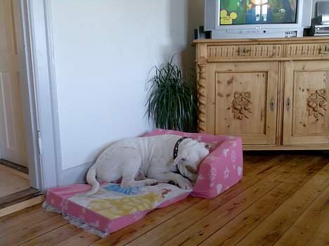 Amerikansk bulldog junior billede 5