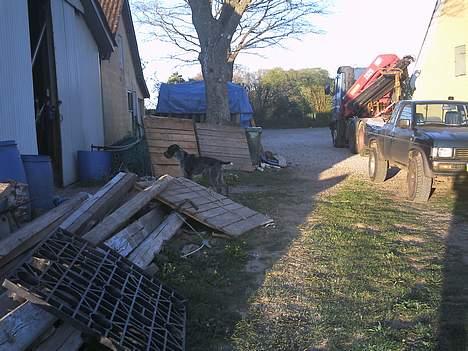 Ruhåret hønsehund Chivas Regal *savner dig* - Er der nogen billede 9