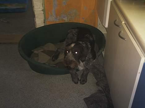 Ruhåret hønsehund Chivas Regal *savner dig* - Nååååh lille Puttelutte billede 10