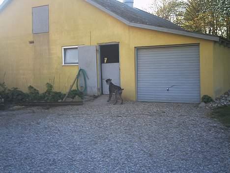 Ruhåret hønsehund Chivas Regal *savner dig* - Haaaaalllooooooo billede 11