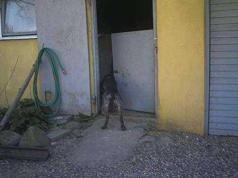 Ruhåret hønsehund Chivas Regal *savner dig* - Puttevapper billede 12