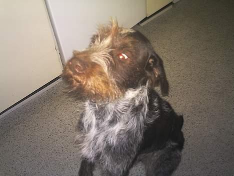 Ruhåret hønsehund Chivas Regal *savner dig* - Savner dig hyperhund billede 13