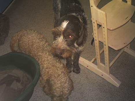 Ruhåret hønsehund Chivas Regal *savner dig* - Nåååh de små søde poter billede 14