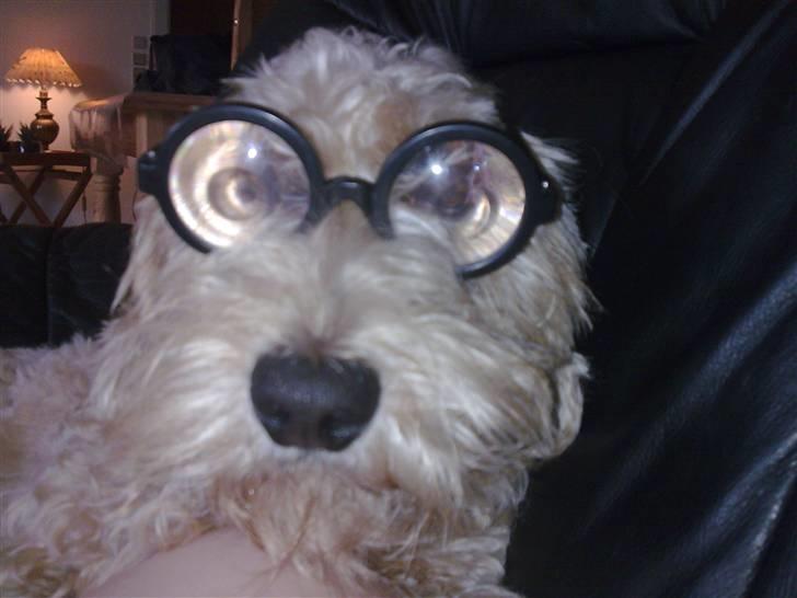 Gravhund blanding Emil Baloo RIP - Jeg er en meget klog hund billede 9