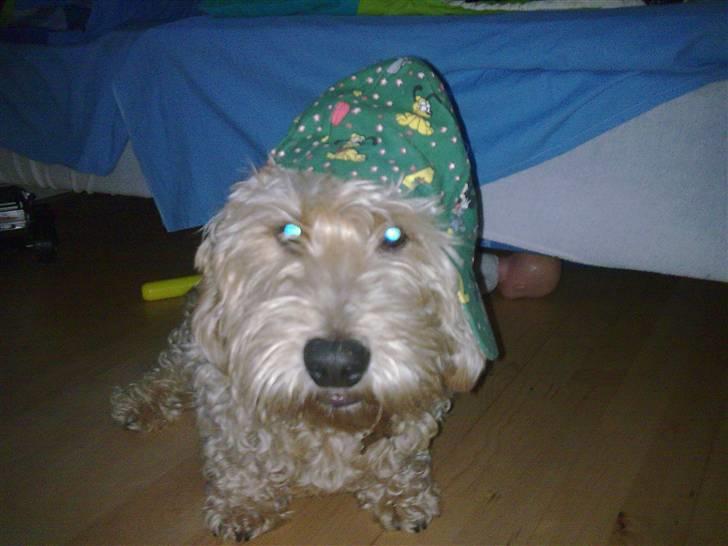 Gravhund blanding Emil Baloo RIP - Emil Hood billede 10